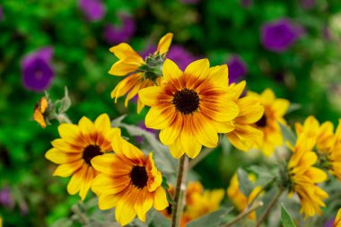 Dubai bahçesindeki güzel çiçeklerin fotoğrafı. 