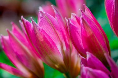 Doğal arka planda bahar çiçekleri 