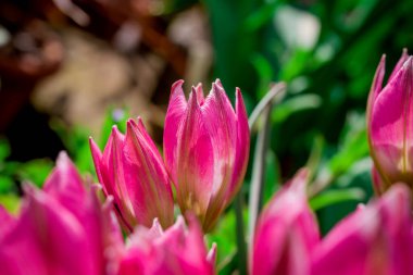 Doğal arka planda bahar çiçekleri 