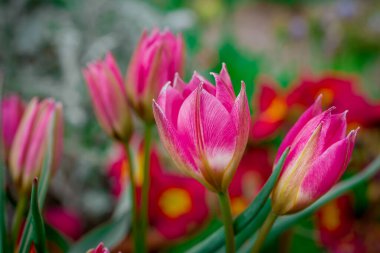 Doğal arka planda bahar çiçekleri 