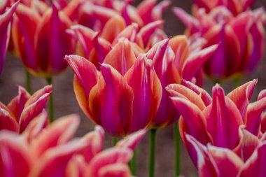 Doğal arka planda bahar çiçekleri 