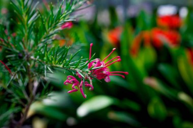 Doğal arka planda bahar çiçekleri 