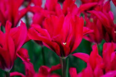 Doğal arka planda bahar çiçekleri 