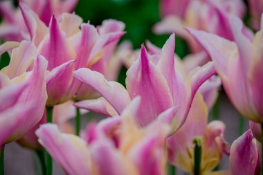 Doğal arka planda bahar çiçekleri 