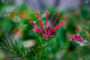 Doğal arka planda bahar çiçekleri 
