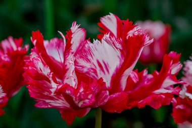 Doğal arka planda bahar çiçekleri 