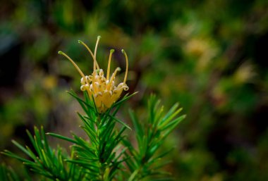 Doğal arka planda bahar çiçekleri 