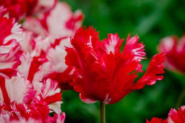 Doğal arka planda bahar çiçekleri 