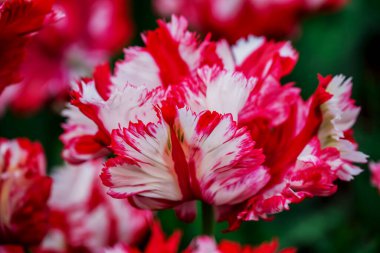 Doğal arka planda bahar çiçekleri 