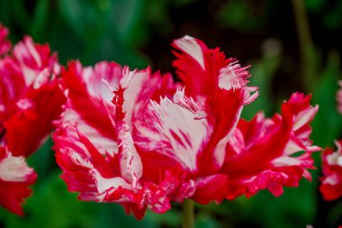 Doğal arka planda bahar çiçekleri 