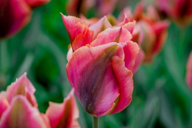 Doğal arka planda bahar çiçekleri 