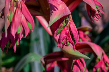 Bahçede yetişen güzel bahar çiçekleri 