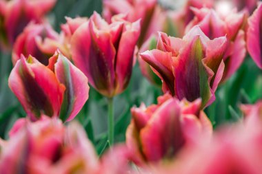 Doğal arka planda bahar çiçekleri 