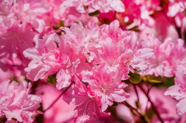 Güzel rhododendronlar Parkta bahar çiçekleri 