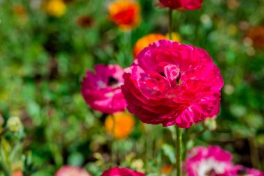 Doğal arka planda bahar çiçekleri 