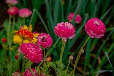 Doğal arka planda bahar çiçekleri 