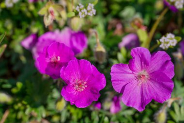 Bahçede yetişen güzel bahar çiçekleri 