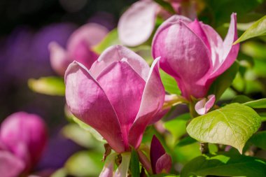 Güzel Manolya çiçek parkta 