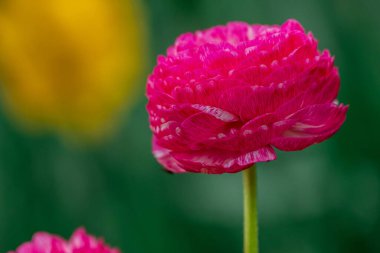 Doğal arka planda bahar çiçekleri 