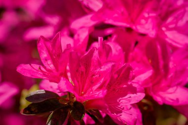 Güzel rhododendronlar Parkta bahar çiçekleri 