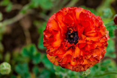 Doğal arka planda bahar çiçekleri 