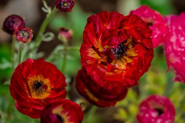 Doğal arka planda bahar çiçekleri 