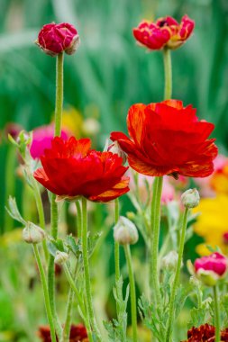 Doğal arka planda bahar çiçekleri 