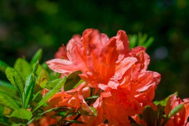Güzel rhododendronlar Parkta bahar çiçekleri 