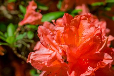 Güzel rhododendronlar Parkta bahar çiçekleri 