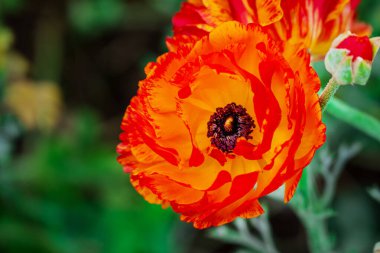 Doğal arka planda bahar çiçekleri 