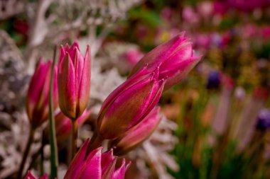 Doğal arka planda bahar çiçekleri 
