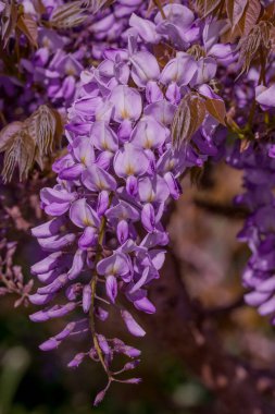 Bahçede yetişen güzel bahar salkımı çiçekleri 