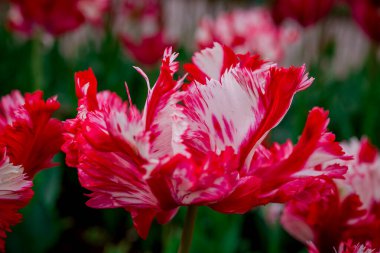 Doğal arka planda bahar çiçekleri 