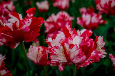 Doğal arka planda bahar çiçekleri 