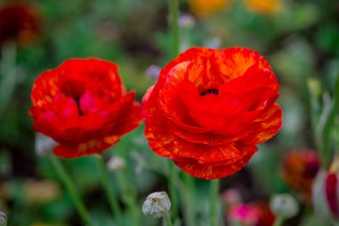 Doğal arka planda bahar çiçekleri 