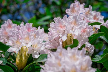 Güzel rhododendronlar Parkta bahar çiçekleri 