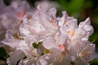 Güzel rhododendronlar Parkta bahar çiçekleri 