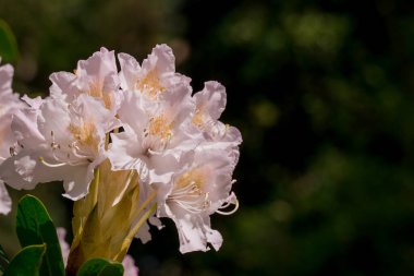 Güzel rhododendronlar Parkta bahar çiçekleri 