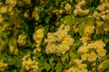Bahçede yetişen güzel bahar sarı gülleri   