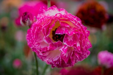 Doğal arka planda bahar çiçekleri 