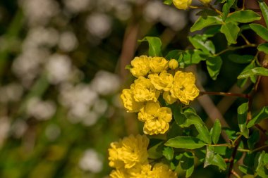 Bahçede yetişen güzel bahar sarı gülleri   