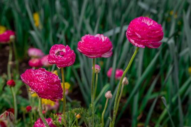 Doğal arka planda bahar çiçekleri 