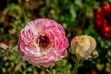Doğal arka planda bahar çiçekleri 