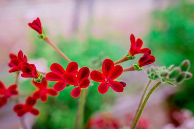 Doğal arka planda bahar çiçekleri 