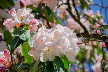 Güzel rhododendronlar Parkta bahar çiçekleri 