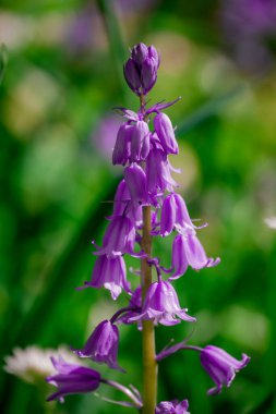Bahçede yetişen güzel bahar çiçekleri  