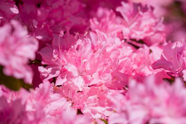 Güzel rhododendronlar Parkta bahar çiçekleri 