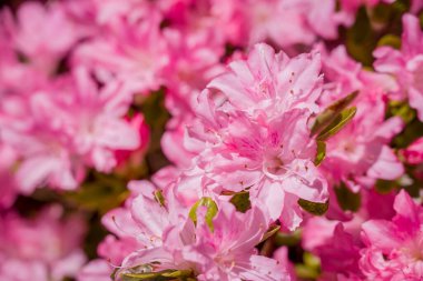 Güzel rhododendronlar Parkta bahar çiçekleri 