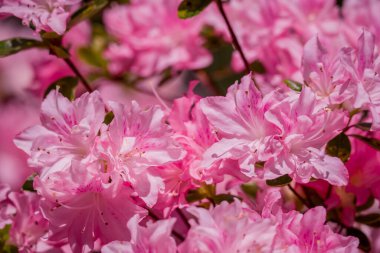 Güzel rhododendronlar Parkta bahar çiçekleri 