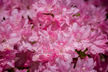 Güzel rhododendronlar Parkta bahar çiçekleri 